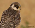 Aladoğan / Red-footed falcon / Falco vespertinus